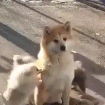一群小狗想要找秋田犬玩，它站在原地，一脸的无奈！