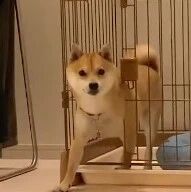 狗子想要越狱，一直在笼子边缘来回试探，笑喷了！