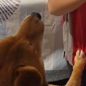 哥哥在录制吹竖笛的音乐作业，阿柴却疯狂跑来抢戏，好逗！