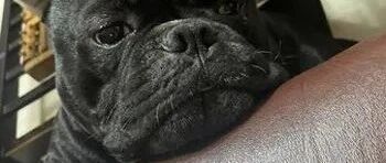 妈妈把一根米粉掉到狗狗身上，结果它当场疑心病发作：谁，是谁！