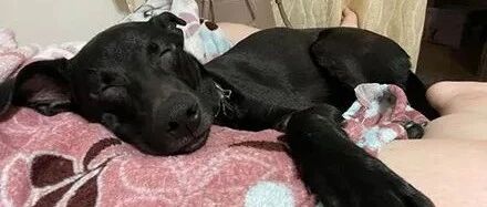 狗子不知道自己已经32斤，还要坚持坐腿上撒娇，主人好无奈！