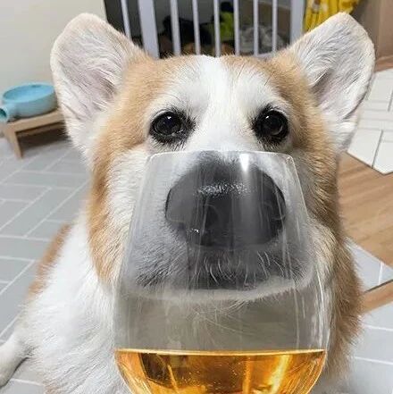 网友用玻璃给柯基拍照，拍出来的效果满满的喜感，太逗了！