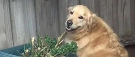 金毛天天盯着围栏上的洞傻笑，主人好奇凑近一看，顿时笑喷！