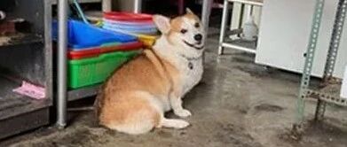 每天准时去卤味店打卡，柯基半年胖得腰都没有了，笑喷了！