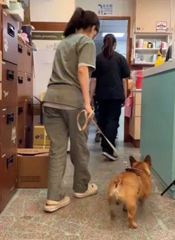 法斗不知道要去结扎，开心摇着屁股走进诊间，网友笑了：它会很你的！
