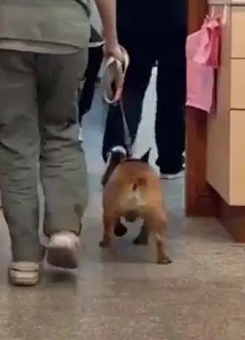 法斗不知道要去结扎，开心摇着屁股走进诊间，网友笑了：它会很你的！