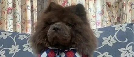 铲屎官养了只松狮犬，2年后越洗越白变成牛奶巧克力：被调包了！？