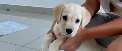 小拉布拉多乱尿尿，却意外成了艺术品，主人都笑得骂不下去！