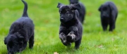 德国牧羊犬一口气生了16只小狗，工作人员看后都惊呆了：破纪录！