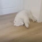 萨摩耶在睡梦中不停拜拜，这到底梦到了啥？！