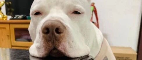 狗子被主人质问谁是小偷，它一下戏精上线，这表演笑喷了！