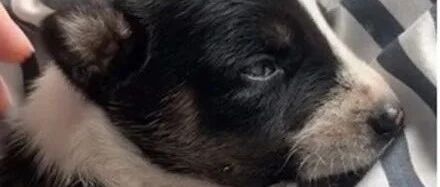 小狗出生2周被绑架，饿三天幸运获救，绑匪居然是一只猴子！