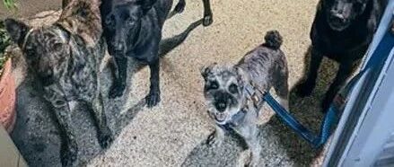 雪纳瑞散步沿途约朋友回家做客，主人回头傻眼：怎么多了三只!