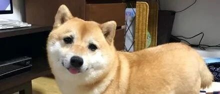 柴犬养了5年总感觉哪里怪怪的，结果路人一句话，笑喷了！