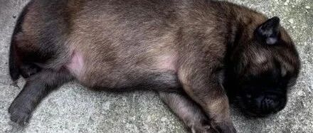 主人收养一只小山猪，没想到一年后毛炸开大褪色变黄狗：被掉包了！