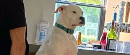 把狗子送去日托班玩，结果它却高冷坐椅子上一脸无奈，画面笑喷！