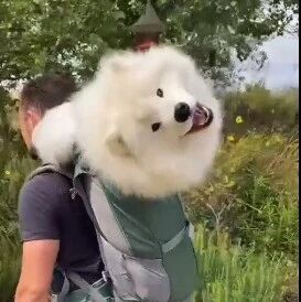 男子背着萨摩耶出门，一路上它开心的不停转头，好可爱!