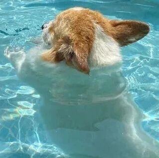 主人带柯基去游泳，可以看得出来它已经很努力了，但就是很好笑！