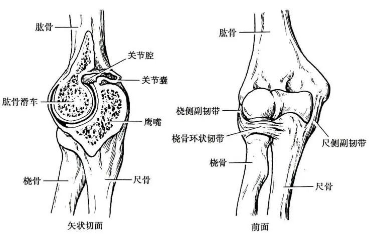 上肢关节连接解剖