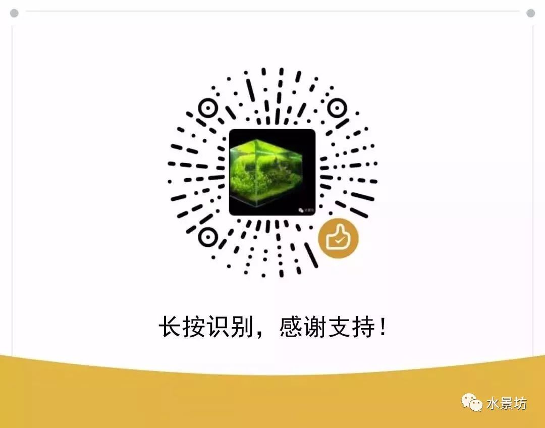 自己做鱼缸造景石头_鱼缸造景石头拼装_鱼缸石头和沉木造景图