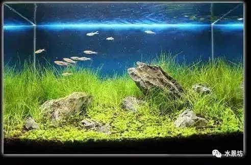 自己做鱼缸造景石头_鱼缸造景石头拼装_鱼缸石头和沉木造景图