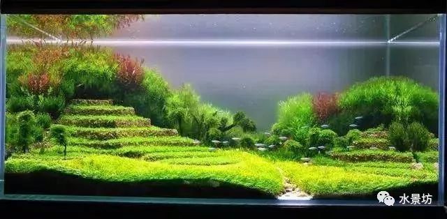鱼缸造景石头拼装_自己做鱼缸造景石头_鱼缸石头和沉木造景图