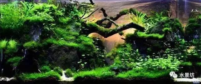 自己做鱼缸造景石头_鱼缸造景石头拼装_鱼缸石头和沉木造景图