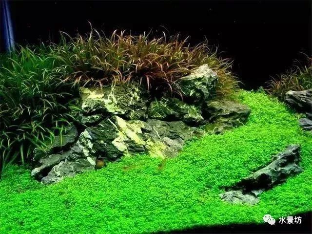自己做鱼缸造景石头_鱼缸石头和沉木造景图_鱼缸造景石头拼装