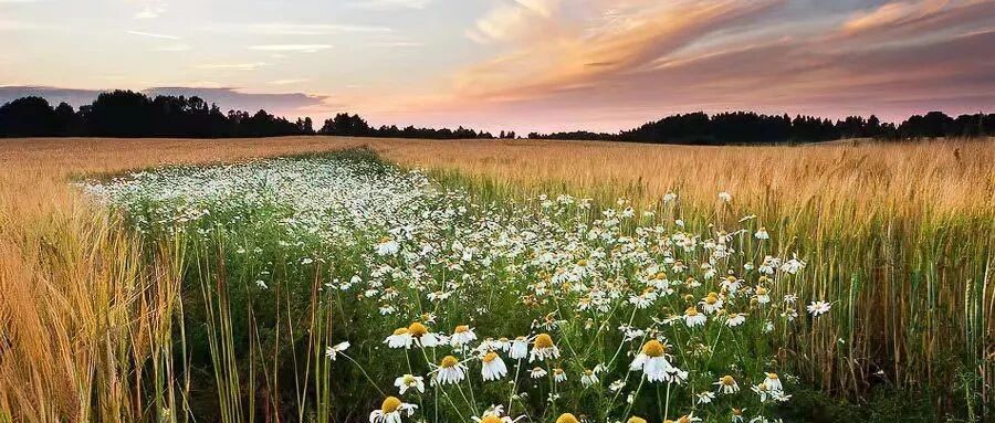 你的格局，就是你读过的书，扛过的事，遇过的人