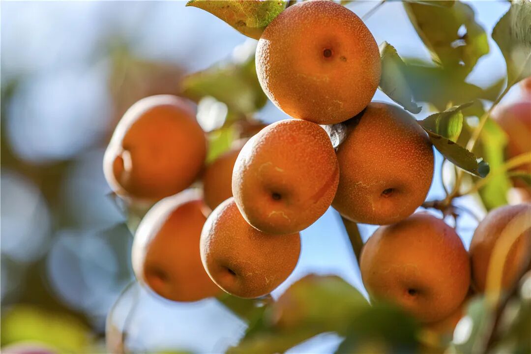 红河开远万亩秋梨果飘香农户采摘致富忙