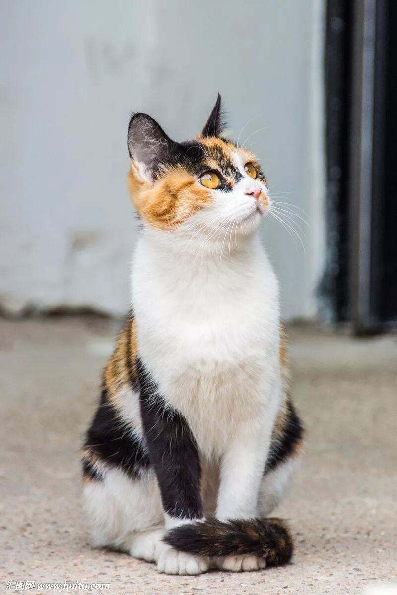 中国土著猫的品种