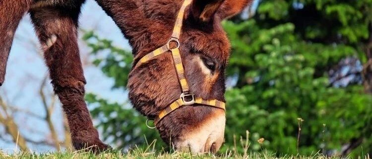 驴奶是“奶中之王”，还能抗癌抗炎？