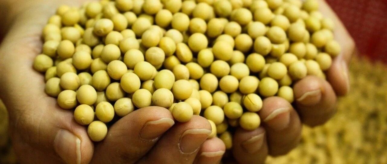 爱吃豆制品老了会痴呆？别被网文带节奏