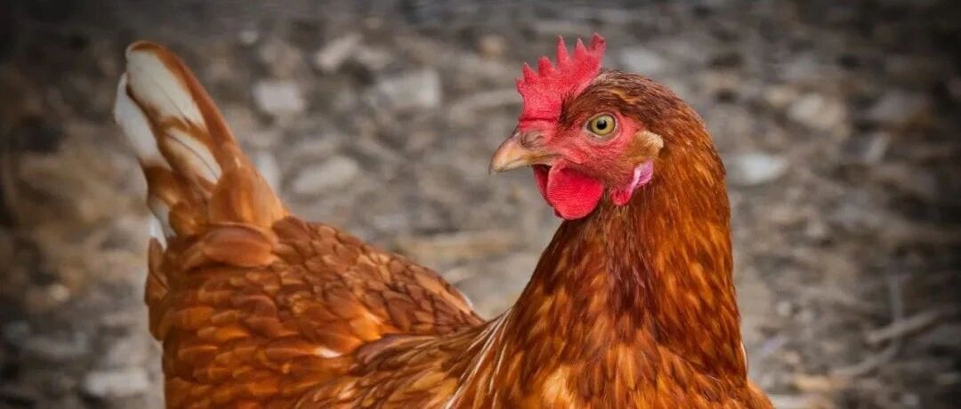 女子杀鸡后患上重疾，头痛抽搐失去意识，这是怎么回事？