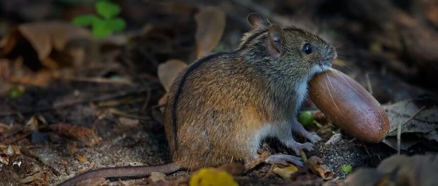 西安出现多例出血热病例，关于出血热你要知道这些