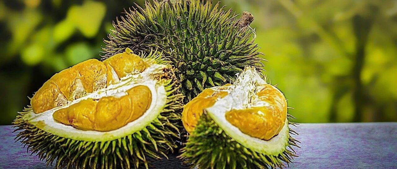 村民疯抢榴莲食用后数百人中毒，副溶血性弧菌有多可怕？日常如何防范？