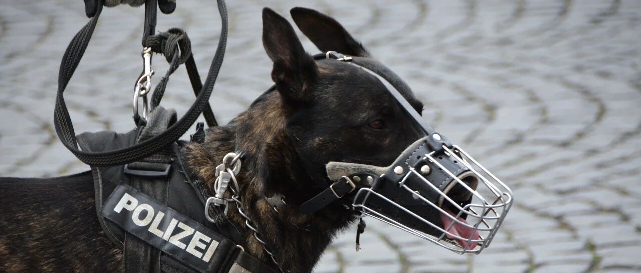 阿联酋警犬检测新冠准确率高达92%？狗狗真的能闻出新冠感染者吗？