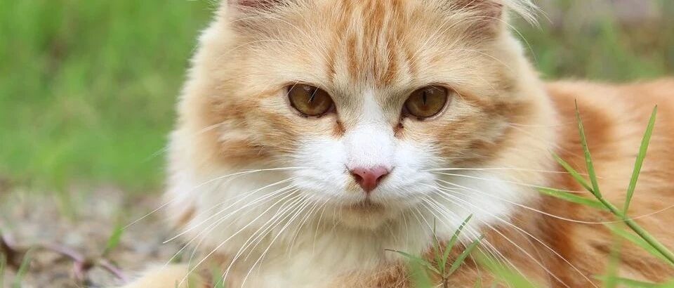 67岁老人撸流浪猫被抬进ICU，这是什么可怕病菌在作怪？