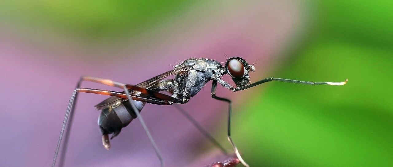 女子景区被蚂蚁“叮咬”心脏骤停，火蚁毒液到底有多毒？如何预防？