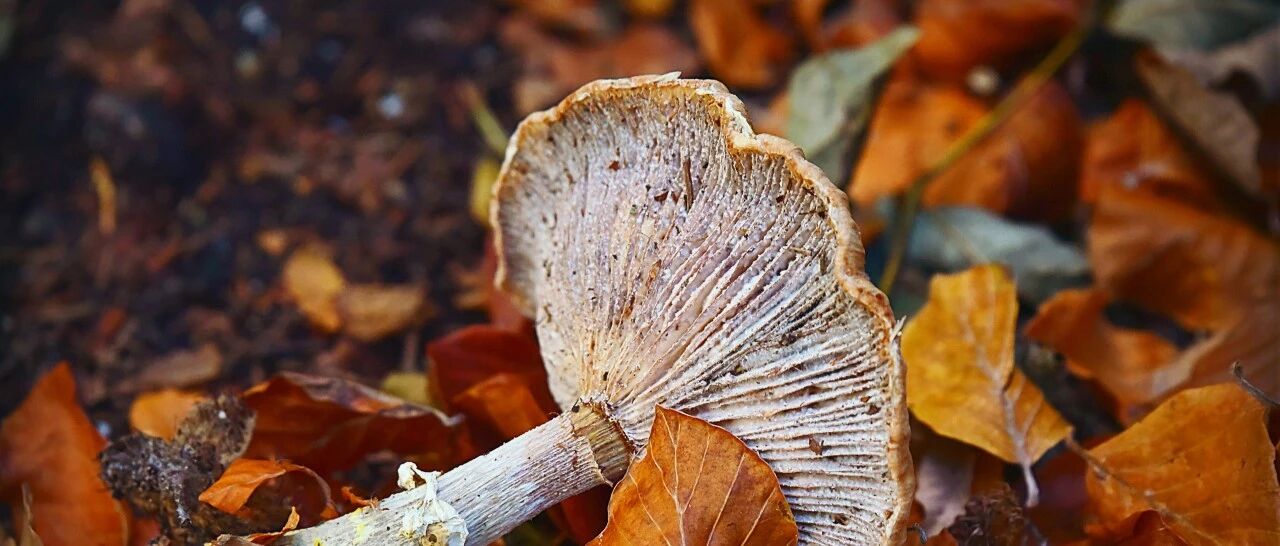 吃完蘑菇看到“小人”在天上飞，到底啥蘑菇这么毒？