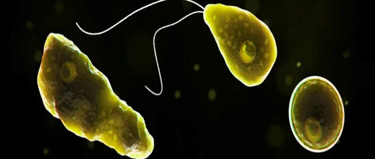 “食脑虫”再现美国，真的会吃掉人脑吗？