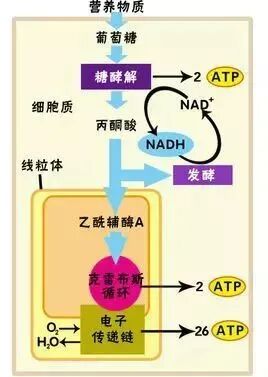 氧源是什么氧的起源与作用【氧·科普】_https://www.jmylbn.com_新闻资讯_第8张