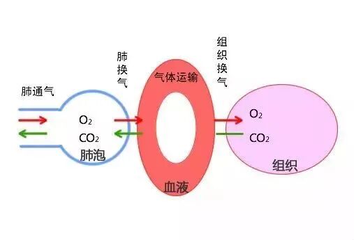 氧源是什么氧的起源与作用【氧·科普】_https://www.jmylbn.com_新闻资讯_第7张