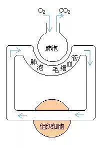 氧源是什么氧的起源与作用【氧·科普】_https://www.jmylbn.com_新闻资讯_第6张