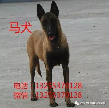 杜高犬幼犬价格高加索犬多少钱杜宾犬价格 杜高犬价格杜高犬训练 微信公众号文章阅读 Wemp