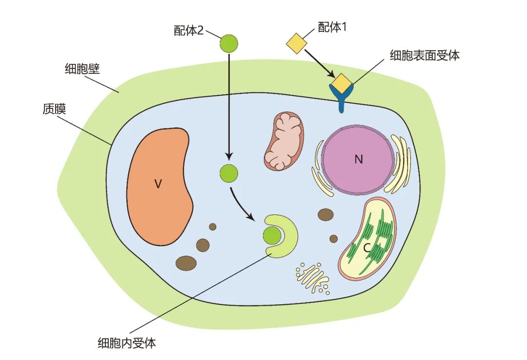 信号的主要作用是承载信息,使信息在细胞间和细胞内传递,并在细胞和