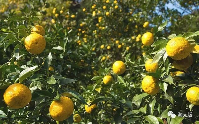 日本女生美肌新寵 Umaji保養系列帶你體驗柚子的力量 淘大阪 微文庫