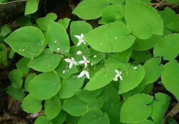 汉中药材—淫羊藿