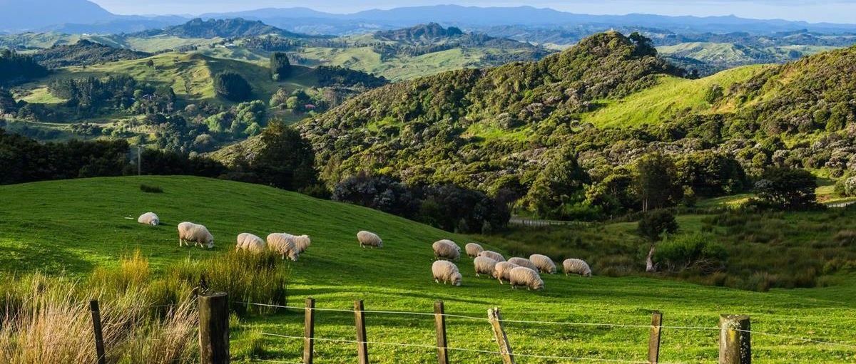 好消息！新西兰边境下月开放！独家指南：在新西兰这么玩，省出新高度！