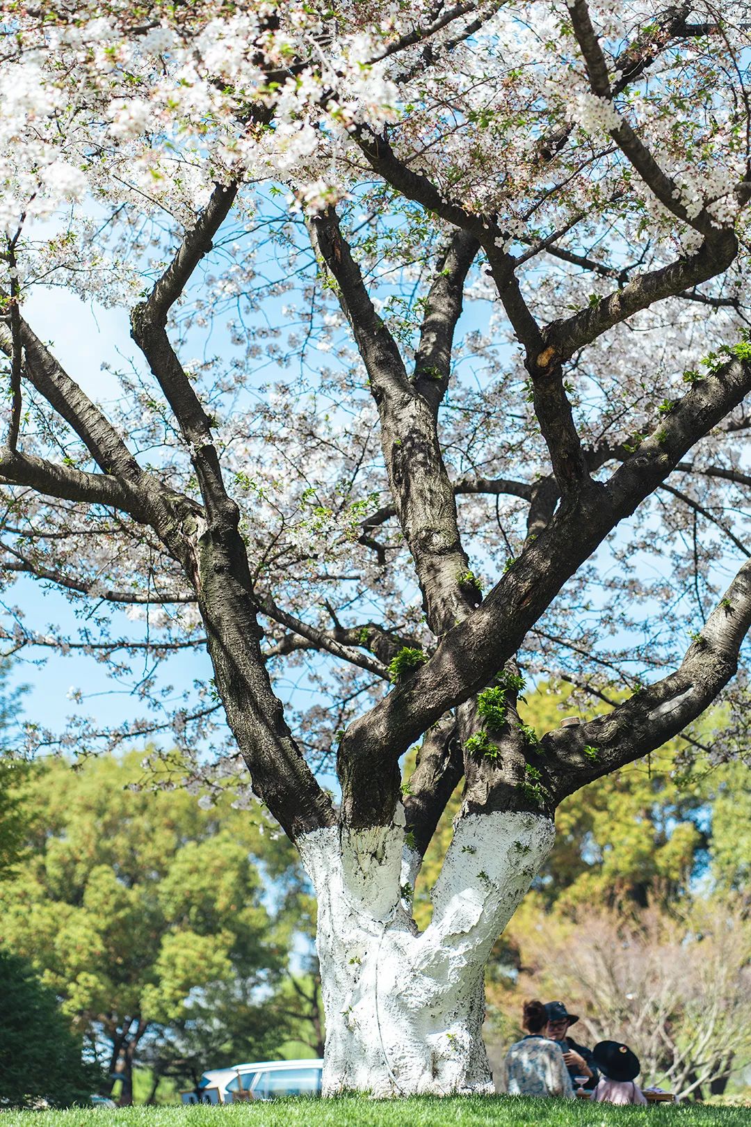 怎样辨别花粉过敏和感冒